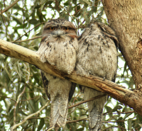 Orchard Grove Reserve